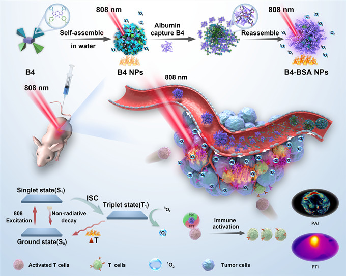 北大口腔王宇光團(tuán)隊(duì)《Advanced Materials》：蛋白質(zhì)衍生超分子介導(dǎo)的癌癥光學(xué)診療