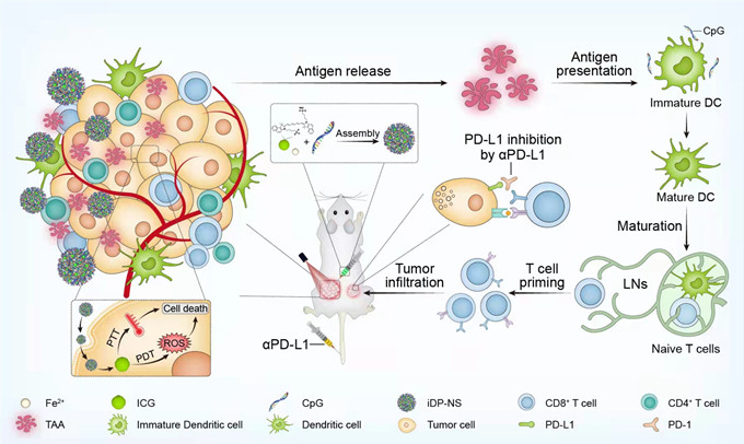 北大口腔王宇光團(tuán)隊(duì)研究發(fā)現(xiàn)一種新型無載體的抗腫瘤納米疫苗增強(qiáng)癌癥免疫療效